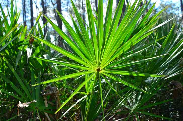 Okinawa Japanese Saw Palmetto